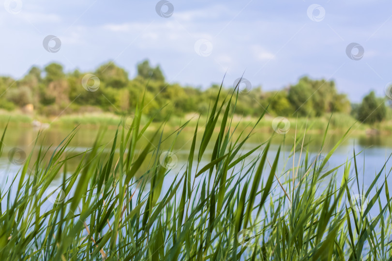 Скачать Пампасная трава на озере, камыш, семена тростника. Камыши на озере колышутся на ветру на фоне голубого неба и воды. фотосток Ozero