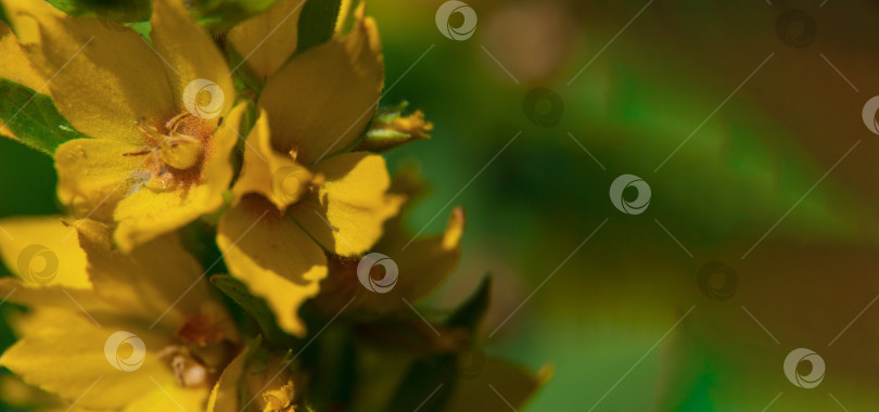 Скачать желтые цветы с зелеными листьями, размытый цветочный фон, дача и огород, летние цветы. фотосток Ozero
