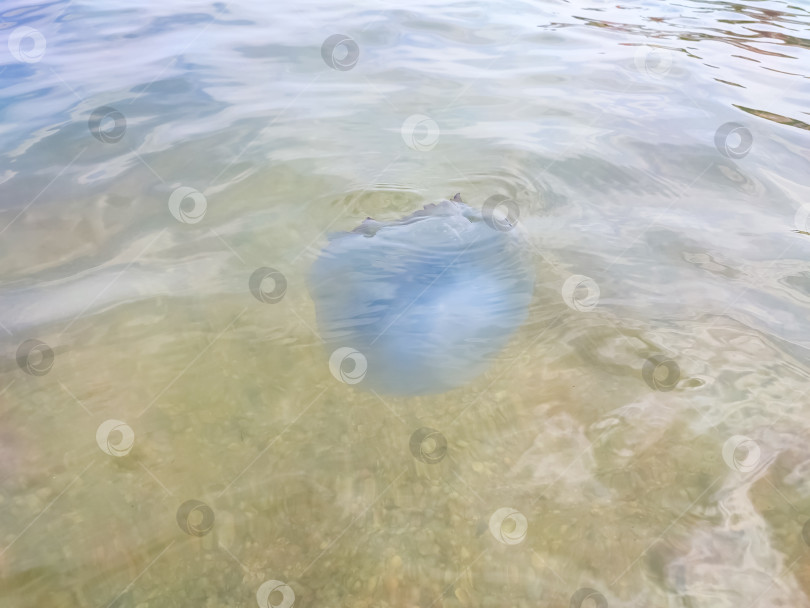 Скачать Белые медузы плавают у берега моря. Морское побережье с ракушками. фотосток Ozero