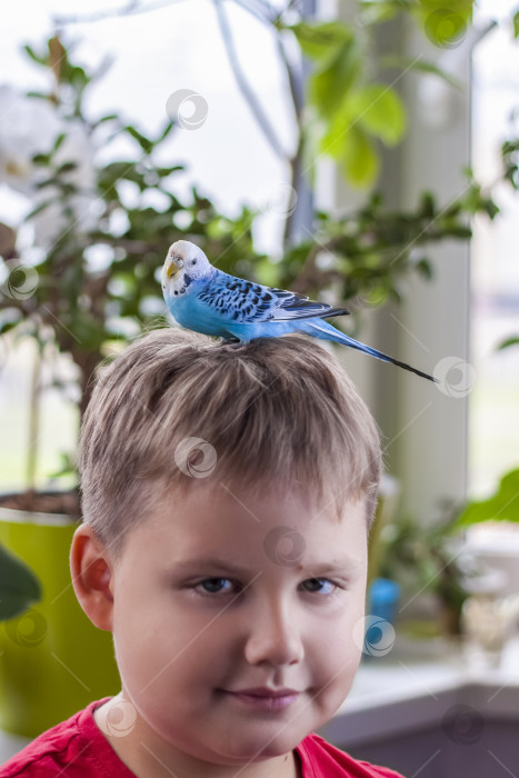 Скачать Красивый голубой волнистый попугайчик сидит на голове у ребенка. Тропические птицы в домашних условиях. фотосток Ozero