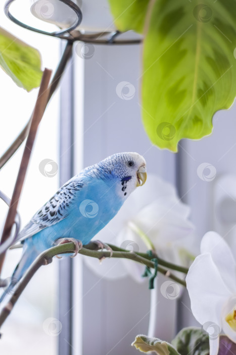 Скачать Красивый голубой волнистый попугайчик сидит без клетки на комнатном растении. Тропические птицы в домашних условиях. фотосток Ozero