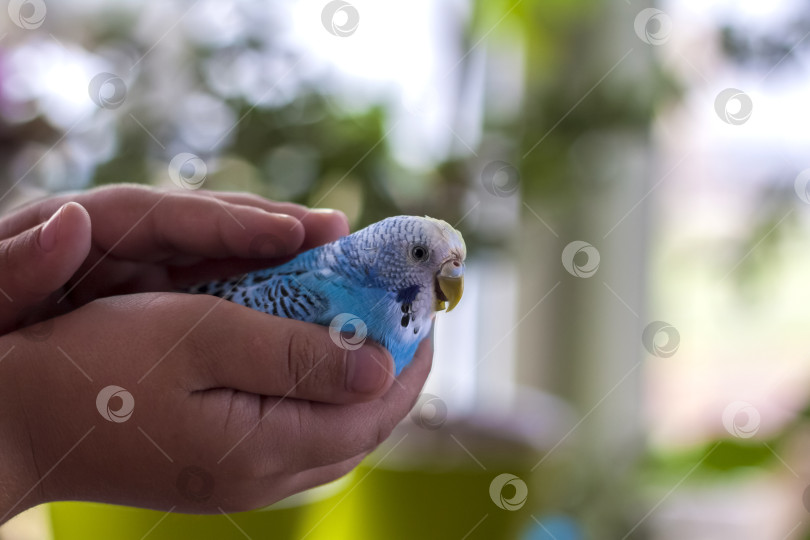 Скачать Красивый голубой волнистый попугайчик сидит на руке ребенка. Тропические птицы в домашних условиях. фотосток Ozero