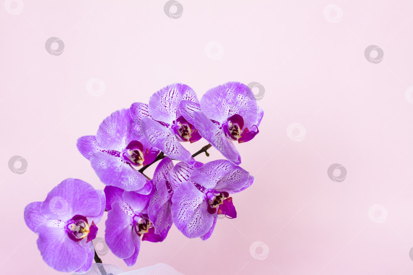 Скачать Красивые орхидеи в вазе на розовом фоне. фаленопсис крупным планом. Баннер, панорама с пространством для текста. фотосток Ozero