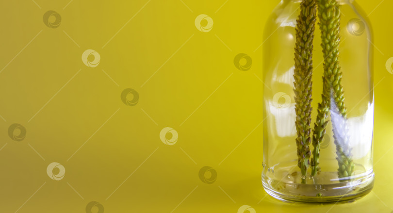 Скачать зелено-желтый цветок подорожника в стеклянной бутылке, желтый фон, место для текста из зеленого подорожника фотосток Ozero