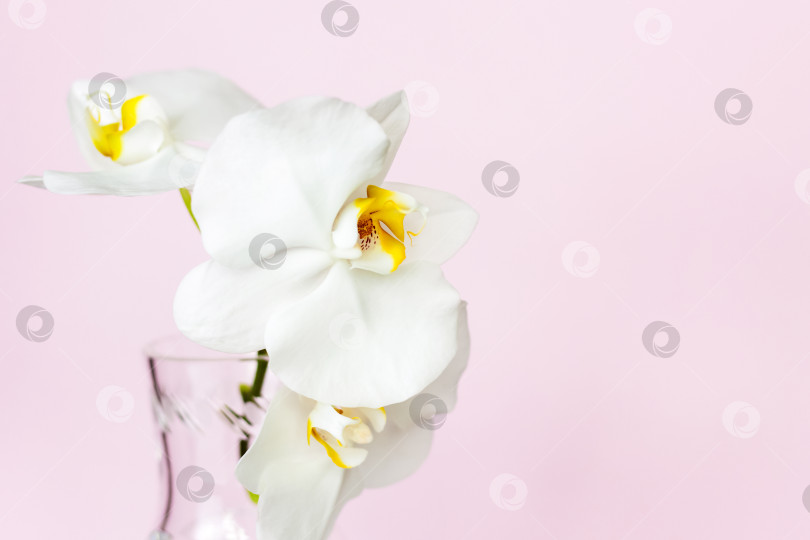 Скачать Красивые орхидеи в вазе на розовом фоне. фаленопсис крупным планом. Баннер, панорама с пространством для текста. фотосток Ozero