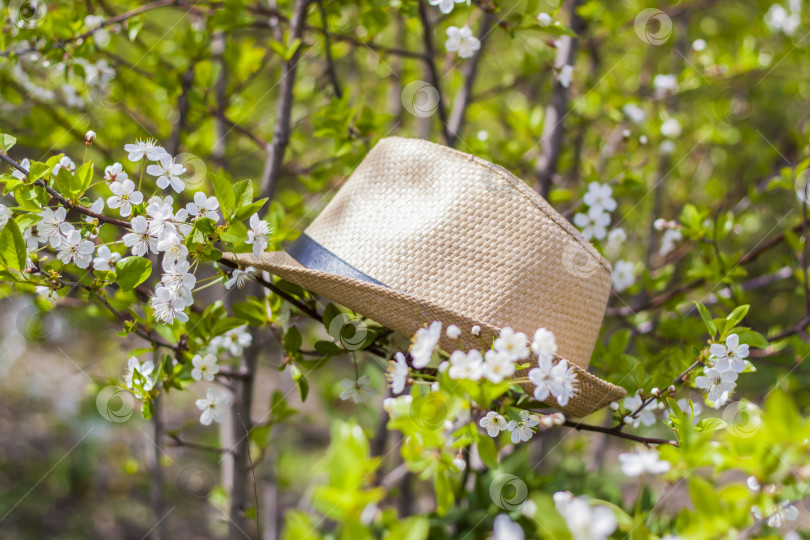 Скачать В саду на дереве висит садовая шляпка с белыми цветами вишни. Садоводство и огородничество, фотосток Ozero