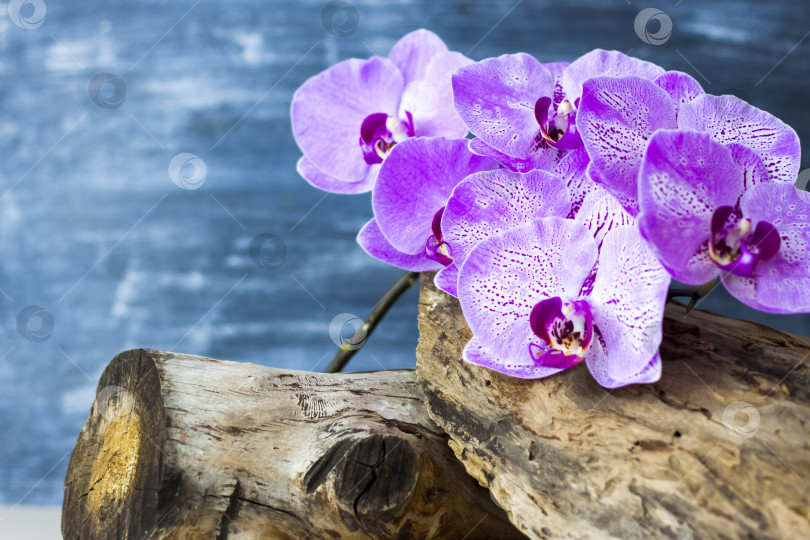 Скачать сухой пень, кора дерева и цветы орхидеи на цветном фоне. Стильный внешний вид, верстка, индивидуальность. Баннер, место для текста. фотосток Ozero