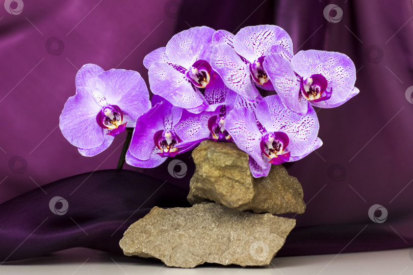 Скачать Нежный фон для презентации косметической продукции. Камни и цветы орхидеи. Стильный внешний вид, верстка, индивидуальность. Баннер, место для текста. фотосток Ozero