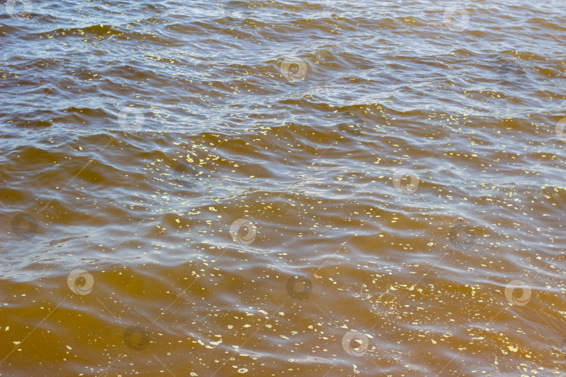 Скачать Водоросли покрыли реку, цветение воды, грязная речная вода фотосток Ozero