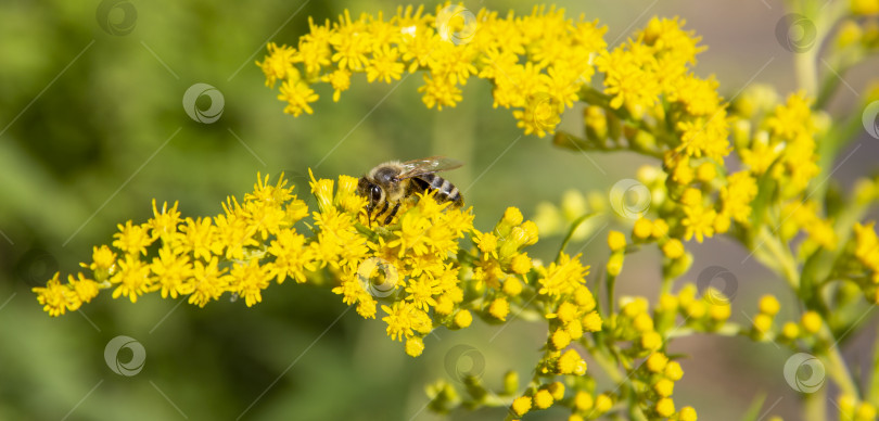 Скачать пчела собирает пыльцу с желтого цветка. желтый фон. слабая фокусировка, небольшая глубина резкости фотосток Ozero
