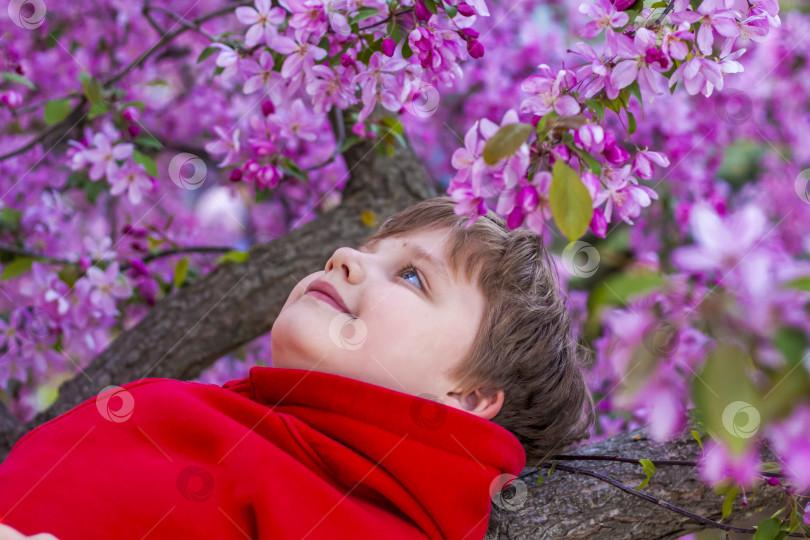 Скачать Портрет ребенка в розовых яблоневых цветах. Яблоня в цвету. Весеннее цветение яблоневого сада. Фон для презентаций, плакатов, баннеров и поздравительных открыток. фотосток Ozero