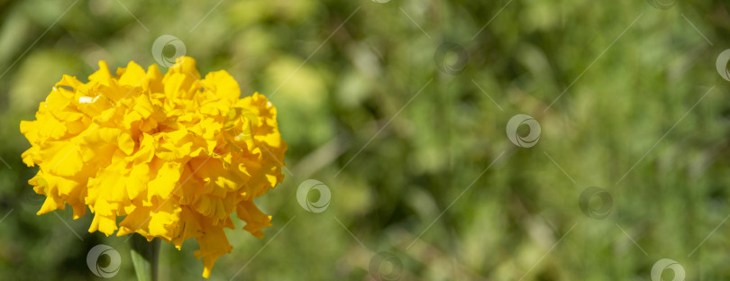 Скачать цветочный фон, желтые африканские бархатцы Tagetes erecta на зеленом естественном фоне, пространство для копирования, фон с цветами. плоская укладка фотосток Ozero