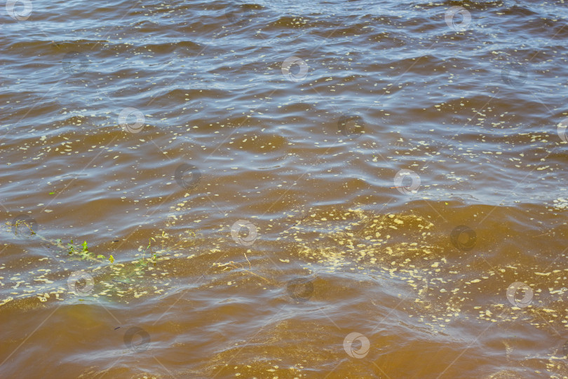 Скачать Водоросли покрыли реку, цветение воды, грязная речная вода фотосток Ozero