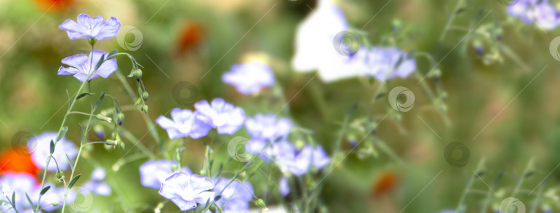 Скачать Цветы синей сирени Linum крупным планом с каплями воды, лен фотосток Ozero
