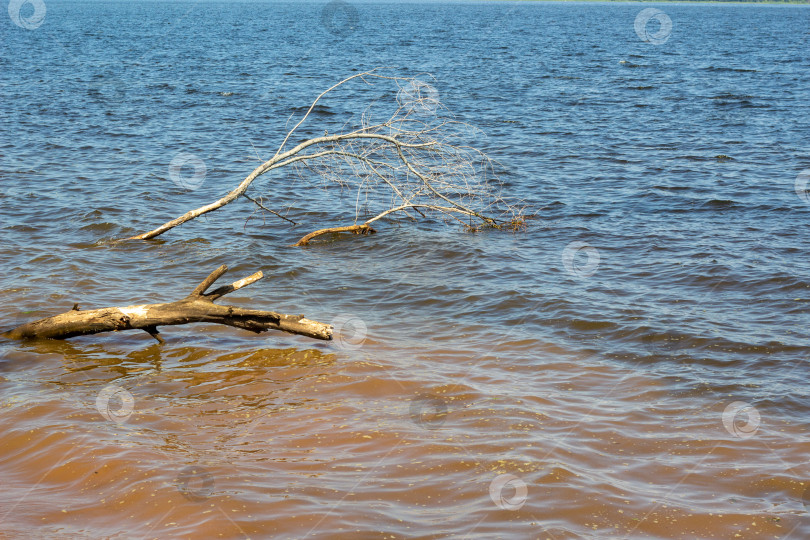 Скачать Затонувшее бревно в реке. упавшее старое дерево лежит в воде фотосток Ozero