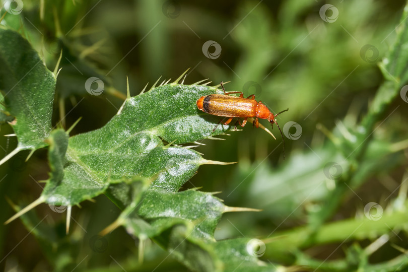 Скачать Рыжий мягкотелый жук (лат. Rhagonycha fulva) в саду загородного дома. фотосток Ozero