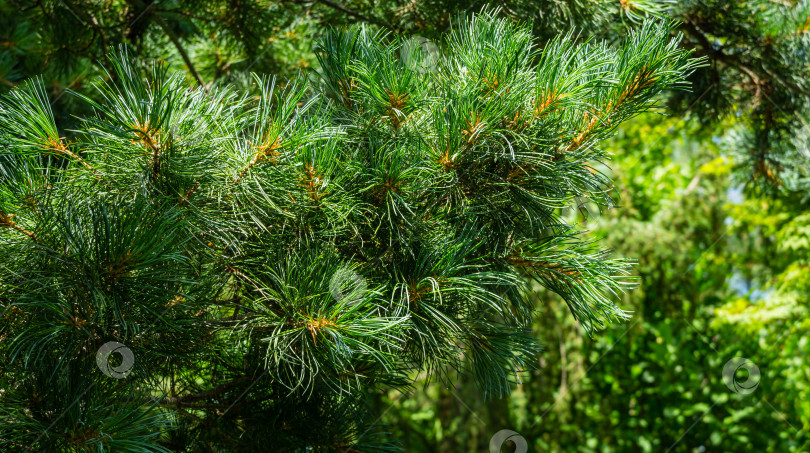 Скачать Красивый макрос из зеленых и серебристых иголок сосны Pinus parviflora Glauca. Оригинальная текстура натуральной зелени. Природная концепция дизайна для Счастливого Рождества и Нового года фотосток Ozero