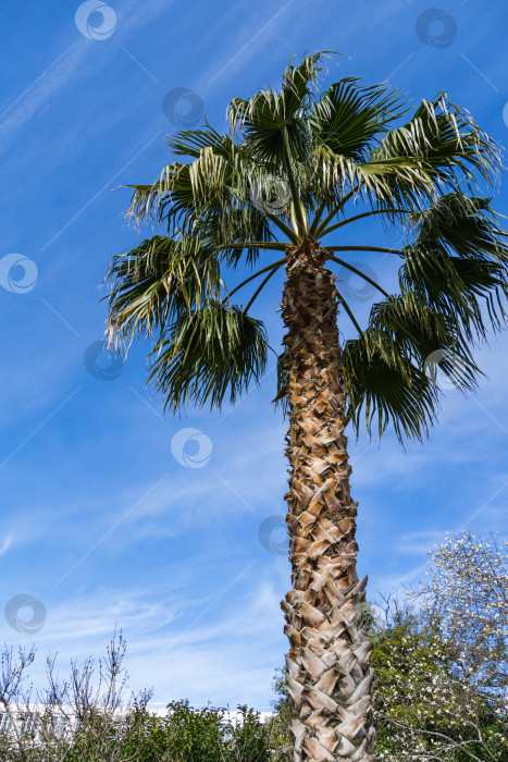 Скачать Пальма Washingtonia filifera, широко известная как калифорнийская веерная пальма, в дендрарии Парка южных культур Сириус (Адлер) Сочи. Роскошные листья с нитями на фоне голубого неба фотосток Ozero