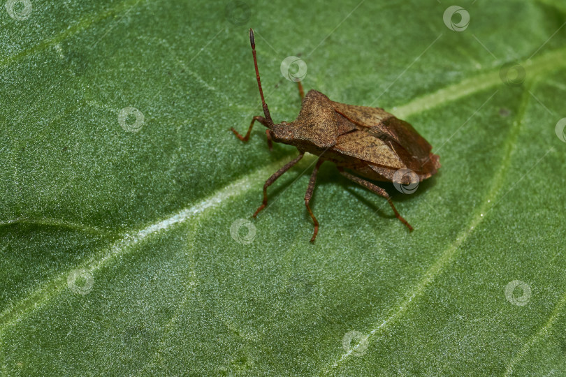 Скачать Жук Coreus marginatus ползает по растениям в саду. фотосток Ozero