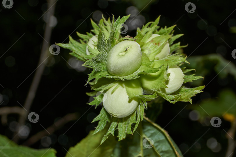 Скачать Орехи лещины обыкновенной (лат. Corylus avellana) созрели. фотосток Ozero