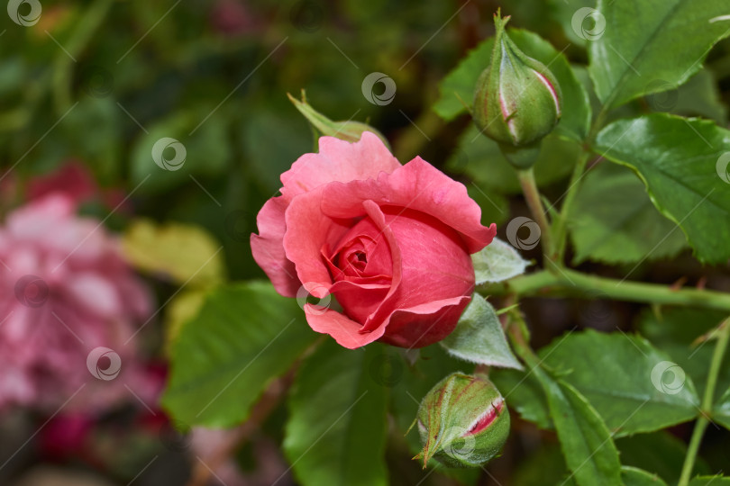 Скачать В саду загородного дома цветут розы. фотосток Ozero