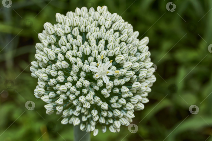 Скачать Соцветие лука репчатого (лат. Allium cepa) на садовом участке. фотосток Ozero