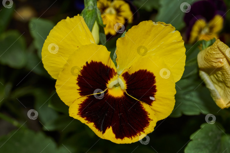 Скачать Трехцветная фиалка, или анютины глазки (лат. Viola tricolor). фотосток Ozero