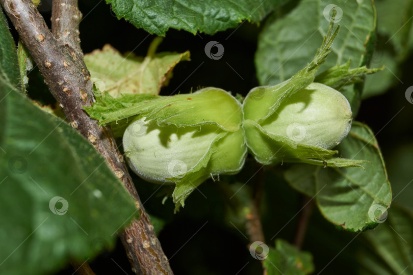 Скачать Орехи лещины обыкновенной (лат. Corylus avellana) созрели. фотосток Ozero