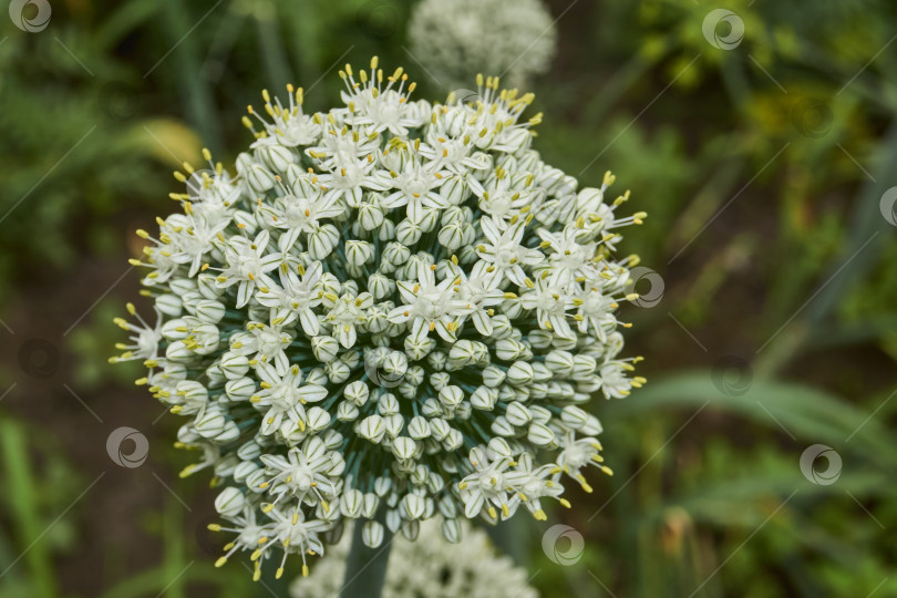 Скачать Соцветие лука репчатого (лат. Allium cepa) на садовом участке. фотосток Ozero