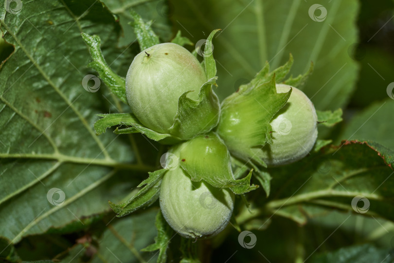 Скачать Орехи лещины обыкновенной (лат. Corylus avellana) созрели. фотосток Ozero