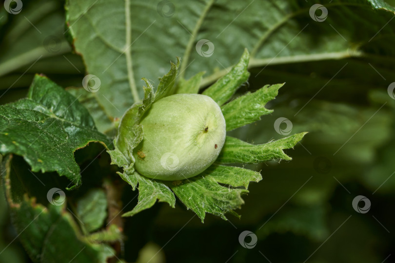 Скачать Орехи лещины обыкновенной (лат. Corylus avellana) созрели. фотосток Ozero