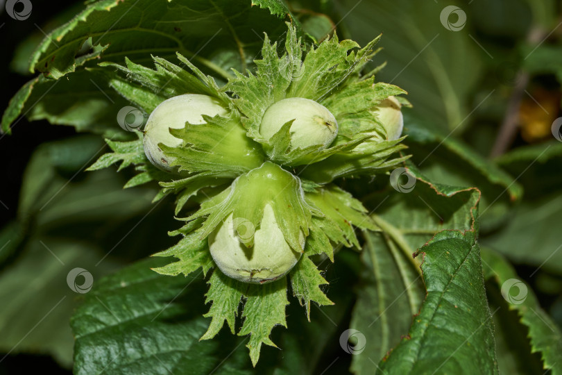 Скачать Орехи лещины обыкновенной (лат. Corylus avellana) созрели. фотосток Ozero