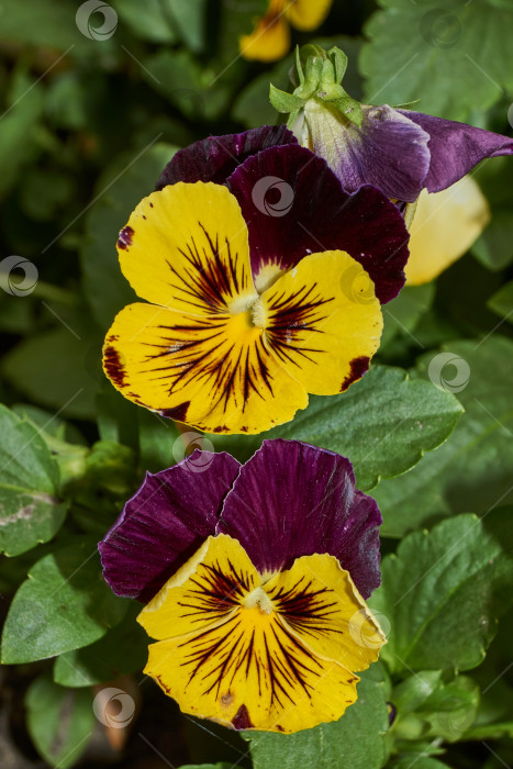 Скачать Трехцветная фиалка, или анютины глазки (лат. Viola tricolor). фотосток Ozero
