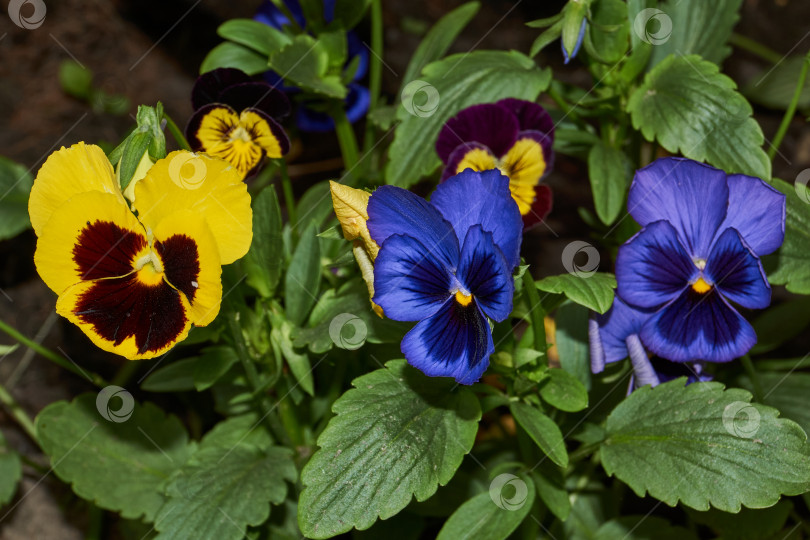 Скачать Трехцветная фиалка, или анютины глазки (лат. Viola tricolor). фотосток Ozero