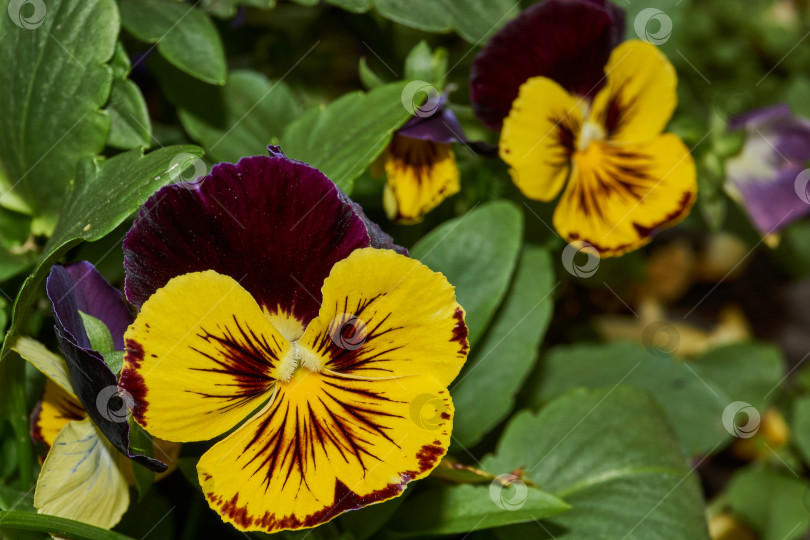 Скачать Трехцветная фиалка, или анютины глазки (лат. Viola tricolor). фотосток Ozero