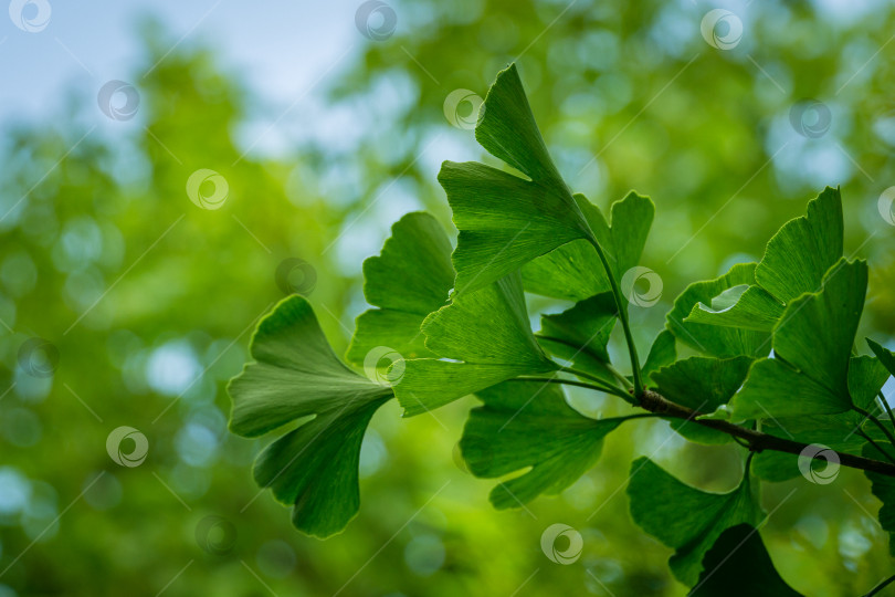 Скачать Дерево гинкго (Ginkgo biloba) или гингко с ярко-зелеными молодыми листьями на фоне размытой листвы. Выборочный крупный план. Концепция природы свежих обоев. Место для вашего текста фотосток Ozero