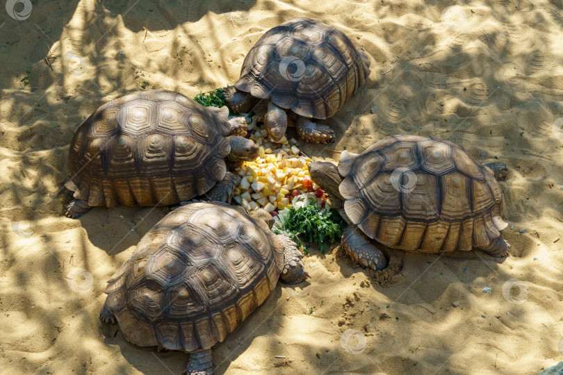 Скачать Четыре африканские шпорчатые черепахи (Centrochelys sulcata), также называемые бороздчатыми черепахами, обедают в японском саду общественного ландшафтного парка Краснодара или парка Галицкого, Россия фотосток Ozero