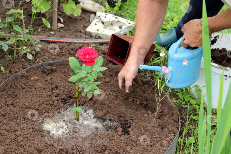 Скачать Мужчина поливает высаженный цветок красной розы в саду - руки с лейкой фотосток Ozero