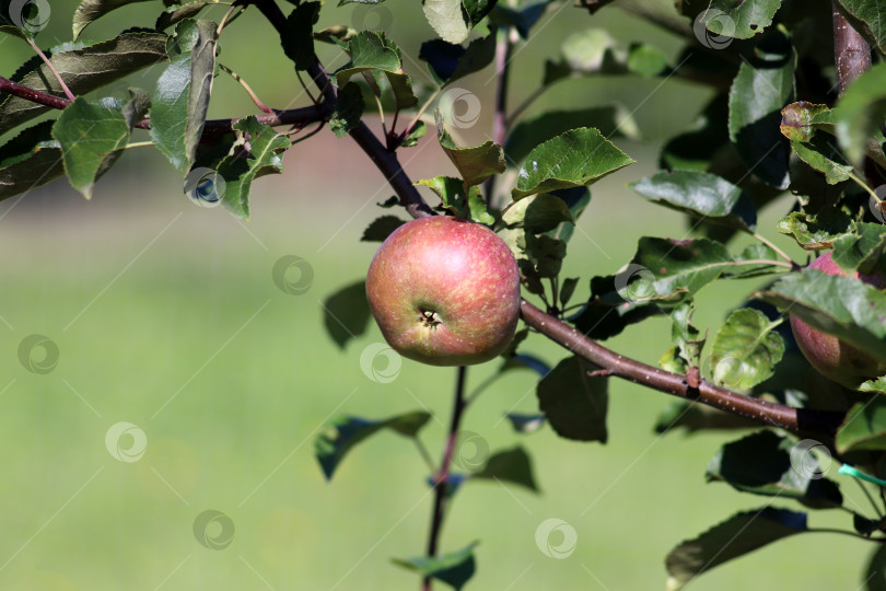 Скачать Красное спелое яблоко белорусского сорта Олеся на ветке фотосток Ozero
