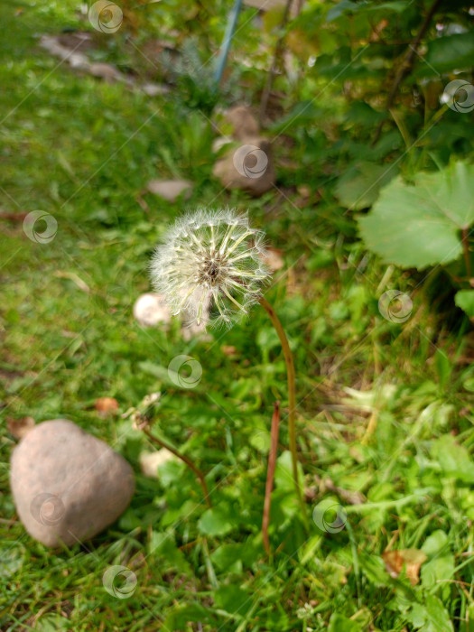 Скачать Созревший цветок одуванчика с семенами на фоне травы в саду фотосток Ozero