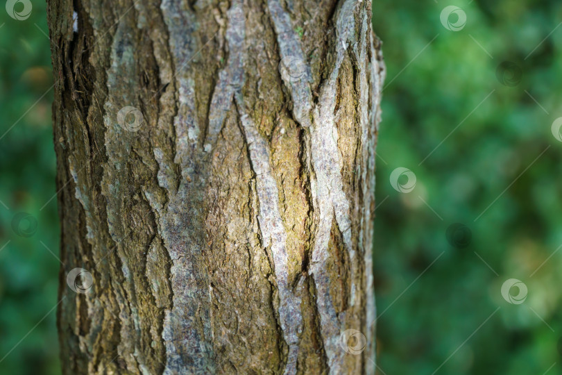 Скачать Красивая текстура коричнево-серой коры дерева Elaeagnus umbellata или японской серебристой ягоды, известной как umbellata oleaster. Крупный план интересной коры. Свежие обои и концепция фона природы. фотосток Ozero