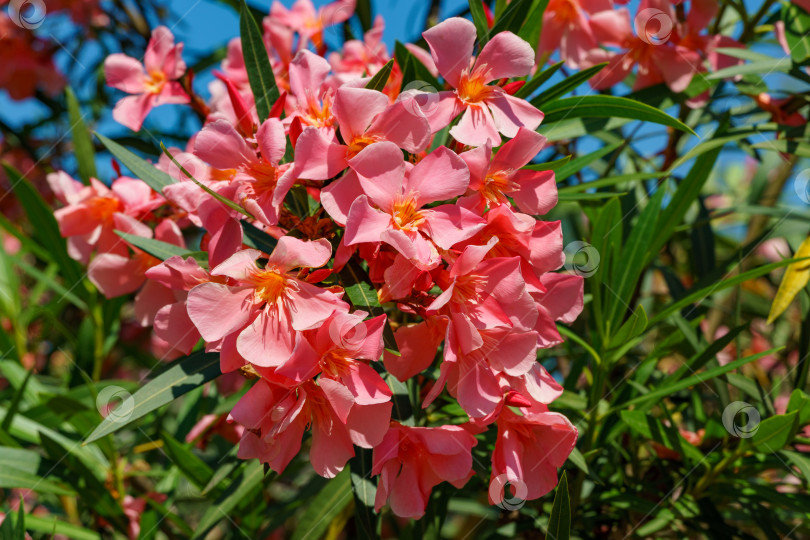 Скачать Крупный план цветка розового олеандра (Nerium oleander). Цветение дерева Nerium oleander flowers. Розовые цветы на кустарнике в центре города-курорта Сочи. Токсичен во всех своих проявлениях. фотосток Ozero