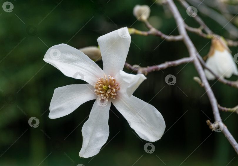 Скачать Крупные белые цветы магнолии кобус (Kobushi) в весеннем дендрарии Парка южных культур в Сириусе (Адлер) Сочи. Концепция природы для дизайна фотосток Ozero