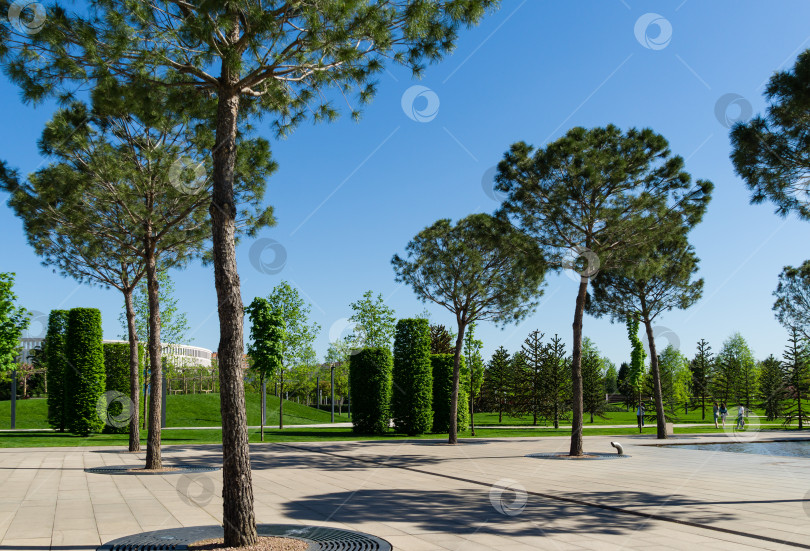 Скачать Красивая итальянская каменная сосна (Pinus pinea) с пышной хвоей на фоне голубого неба. Общественный ландшафтный городской парк Краснодара или парк Галицкого солнечной весной 2021 года. фотосток Ozero