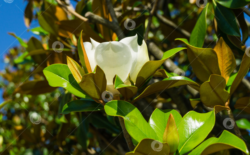 Скачать Крупный белый ароматный цветок вечнозеленой южной магнолии (Magnolia Grandiflora) в городском парке Краснодара. Цветущая магнолия в общественном ландшафте "Парк Галицкого" для отдыха и прогулок в солнечном июне фотосток Ozero