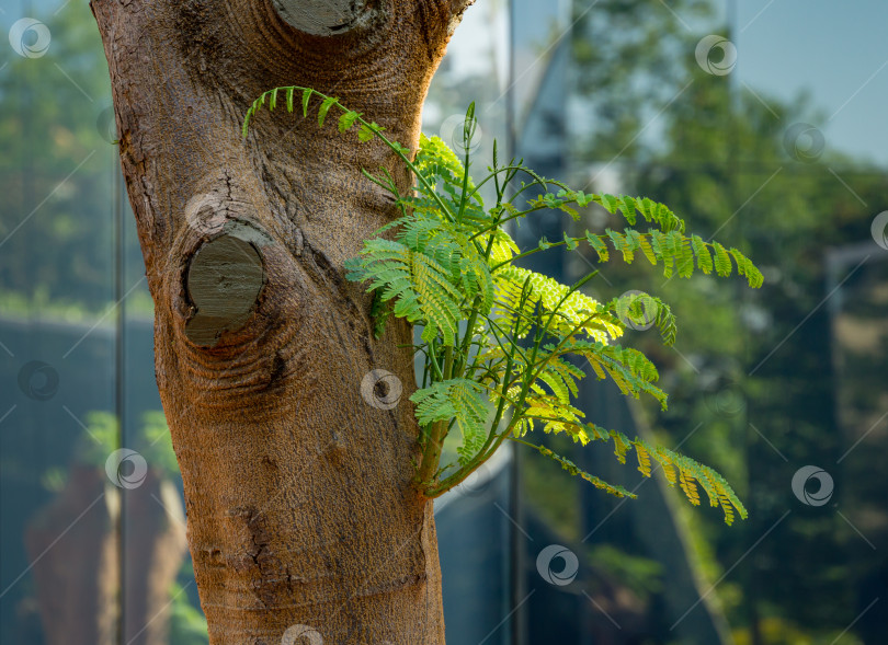 Скачать Крупный план дерева Delonix regia (яркое или королевское дерево Пуансиана) со свежими листьями в зеркальном лабиринте. Редкое дерево растет в общественном городском парке Краснодара или "Галицкий" в июне 2021 года фотосток Ozero