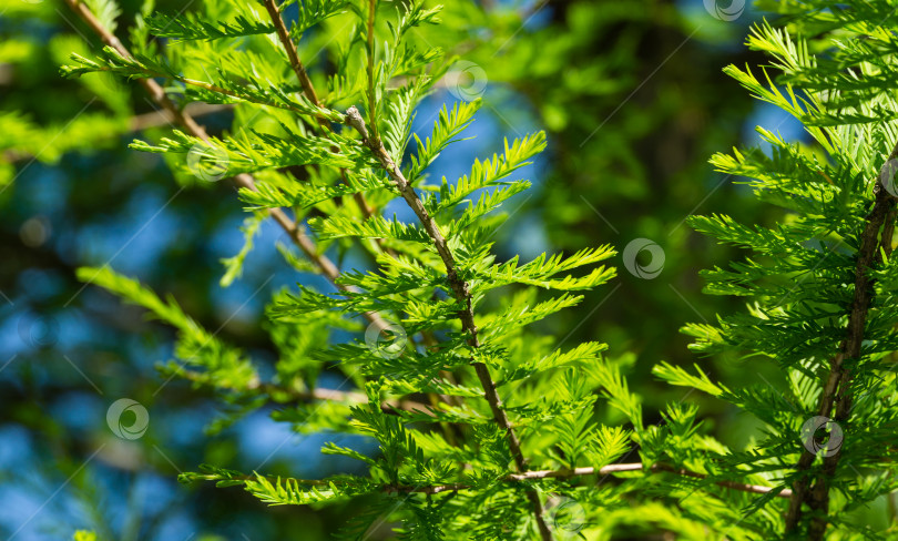 Скачать Крупный план зеленой изящной листвы лысого кипариса Taxodium Distichum (болотного, белого кипариса, заливного или приливного красного кипариса) в общественном ландшафтном городском парке Краснодара или парке Галицкого солнечной весной 2021 года фотосток Ozero