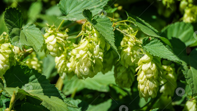 Скачать Зеленые свежие шишки хмеля (Humulus lupulus) на солнышке в саду. Крупный план сельскохозяйственных растений для приготовления пива и хлеба. Humulus lupulus, хмель обыкновенный или хмелевидный хмель, из семейства конопляных Cannabaceae фотосток Ozero