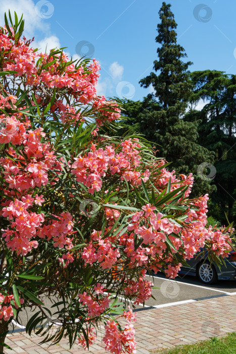 Скачать Красивый розовый цветок олеандра (Nerium oleander). Цветение дерева Nerium oleander flowers. Розовые цветы на кустарнике в центре города-курорта Сочи. Токсичен во всех своих проявлениях. фотосток Ozero