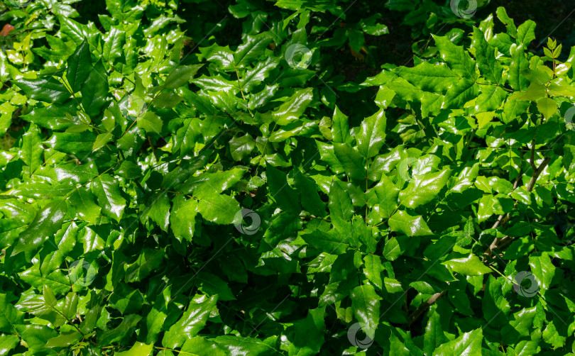 Скачать Ярко-зеленые листья весенней махонии воднолистной или орегонского винограда на фоне темной зелени. Прекрасный естественный фон для любой идеи. Избирательный акцент. фотосток Ozero